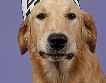 veterinary-dog-blame-AdobeStock_35331805-450.jpg