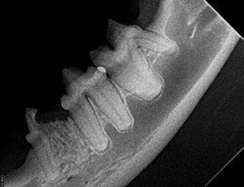 veterinary_Volker_fig6_450_Type-3-TR---mesial-root-Type-1,-distal-root-Type-2.jpg
