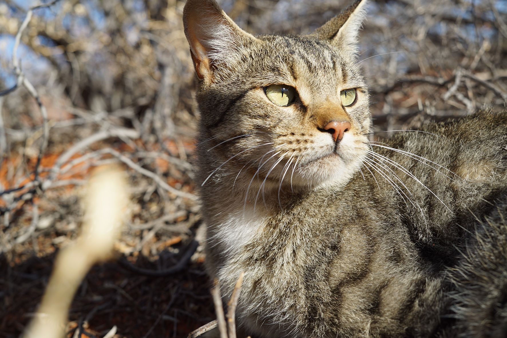 Terapi er nok Bliv Report recommends actions to save Australian wildlife from cats
