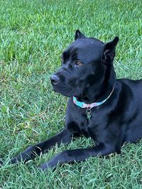 Naproxen ingestion puts dog at risk of kidney injury and GI bleeding after chewing through bottle