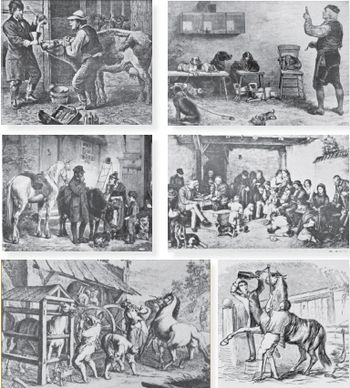 veterinary_miller1211_Fig1_Fig2_Fig3_Fig4_Fig5_Fig6-752244-1384171760000.jpg