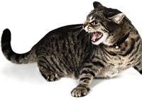 VM0111_cat_mad_hiss_107072653-703821-1384212663821.jpg