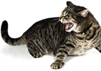 VM0111_cat_mad_hiss_107072653-703821-1384212663821.jpg
