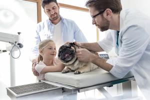 veterinarian examining dog's ear