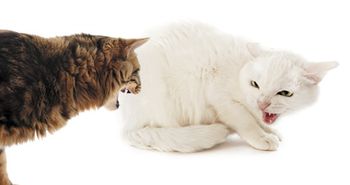 veterinary_460px_180071721.jpg