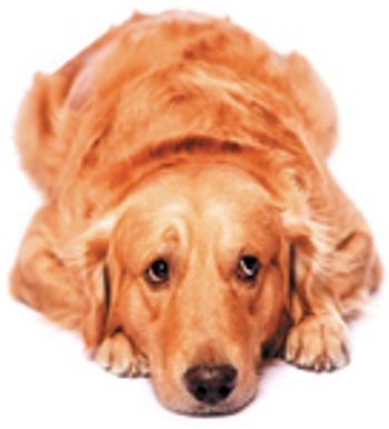 veterinary-dog-golden-sad-155446162-844550-1404210747074.jpg
