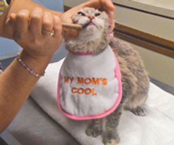 veterinary_bib_0511-722423-1384195637825.jpg