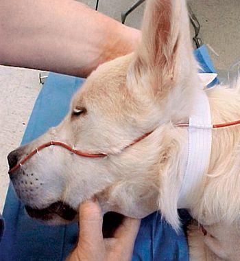 veterinary_oxygen_2_460-651185-1384345246100.jpg