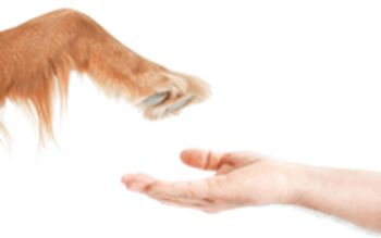 veterinary_116363767_t-748339-1384172087451.jpg