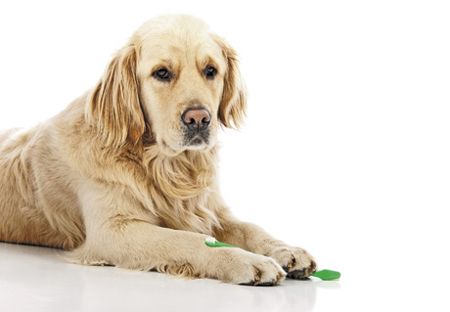 veterinary_dog-toothbrush-dental_450px_157677340.jpg