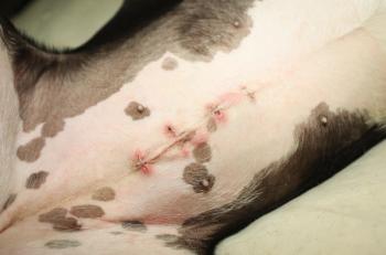 spayed dog