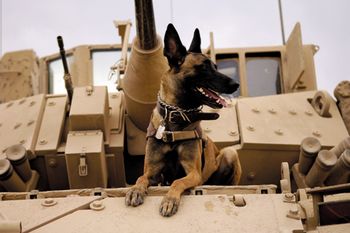 veterinary-dog-shepherd-military-tank-78387811_450-1.jpg