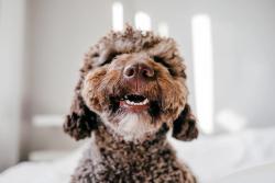 3 Must-reads for National Pet Dental Health Month