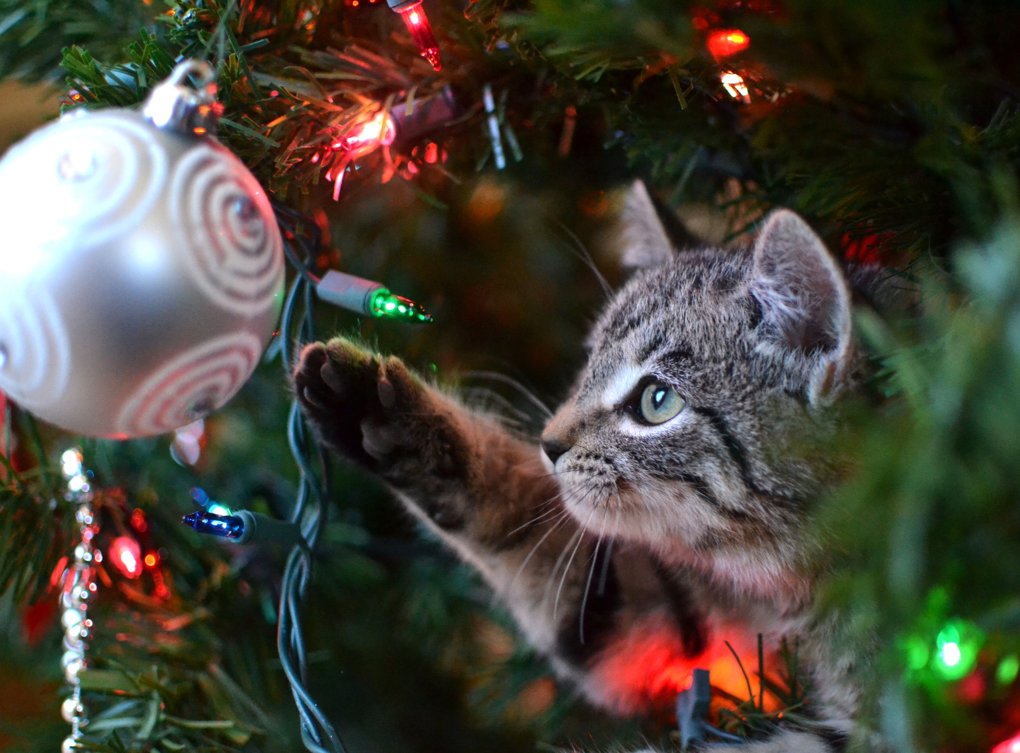 Do Cats Love Christmas Trees Do Cats Love Christmas Trees