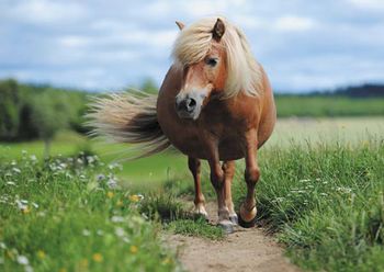 veterinary-shetland-pony-in-the-meadow-450px-shutterstock_409059778.jpg