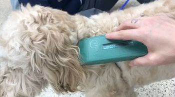 fl_06_06_18_microchip_450.jpg