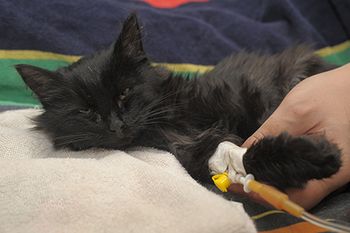 veterinary_cat_fluids_catheter_Evdoha_AdobeStock_240866184_450.jpg