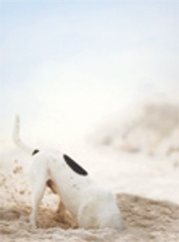 veterinary_dig_opperman2-630088-1384497161980.jpg