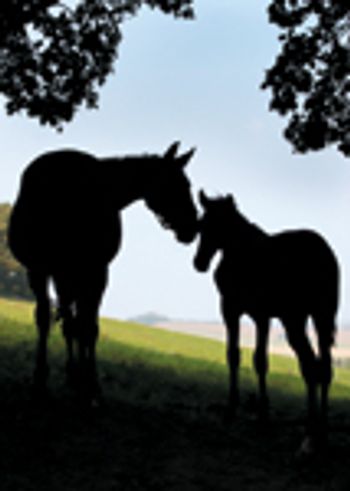 Horse_mother_foal-757809-1384167928900.jpg