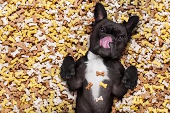 Dog lying in treats