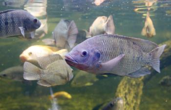 Tilapia in aquaculture