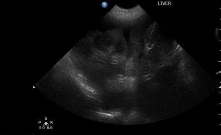 how long should a dog fast before ultrasound