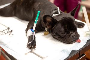 Image Credit: © Khaligo - stock.adobe.com