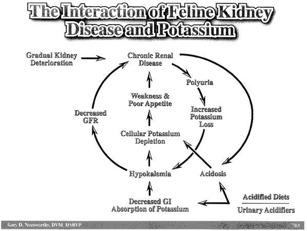 Chronic Renal Disease In Cats Treat Em Don T Kill Em Proceedings Dvm 360