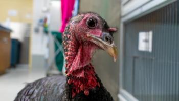 wild turkey
