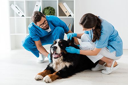Red flags to watch for in a veterinary derm exam