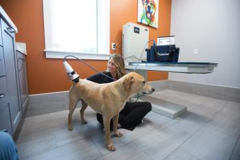 PulsVet shock wave device used on dog