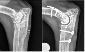 Managing osteoarthritis in dogs and cats