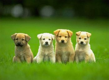 veterinary_pmoy_wesley_450.jpg