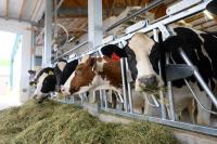 H5N1 in dairy cattle roundup: New research highlights airborne transmission risks and a promising dual-route vaccine