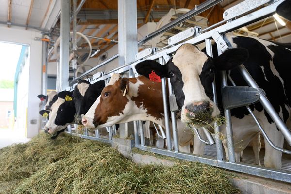 H5N1 in dairy cattle roundup: New research highlights airborne transmission risks and a promising dual-route vaccine
