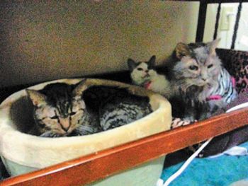 cats1-842844-1404209659566.jpg
