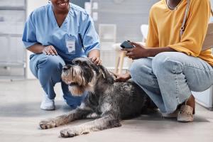 Raising the standard: Arthritis awareness in veterinary practice