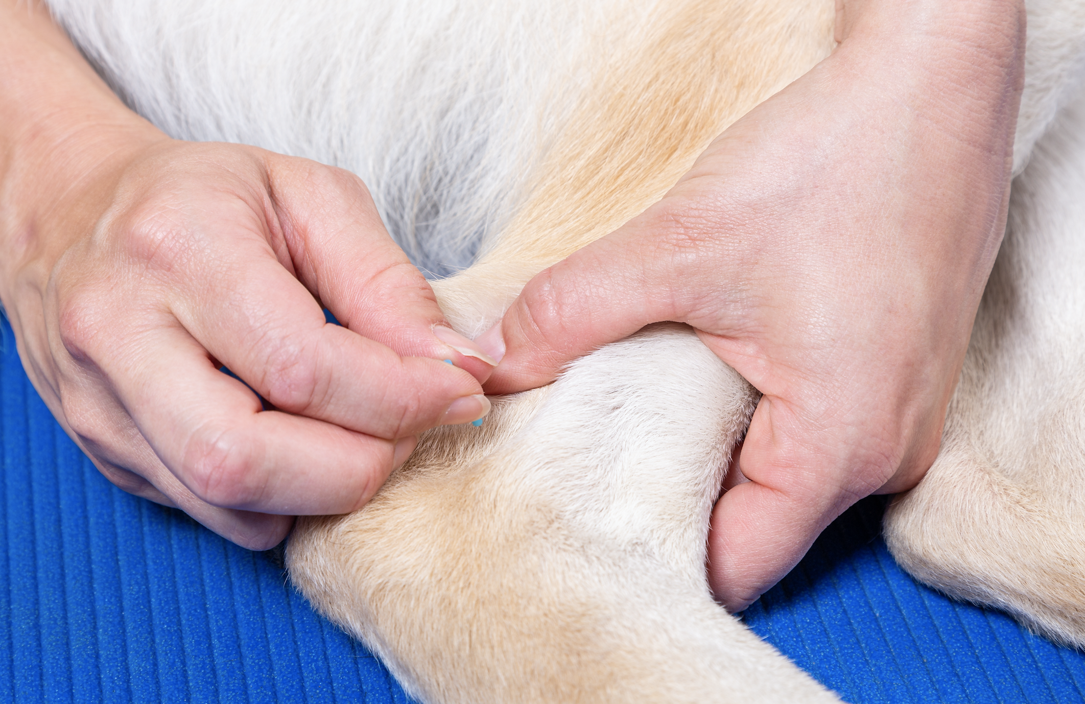 Dog getting acupuncture from vet