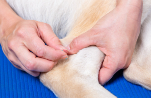 Dog getting acupuncture from vet