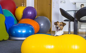 veterinary_dog_rehab_exercise_ball_AdobeStock_Martin_Schlecht_92615713_460_284.jpg