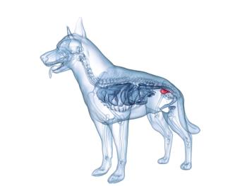 Canine bladder cancer