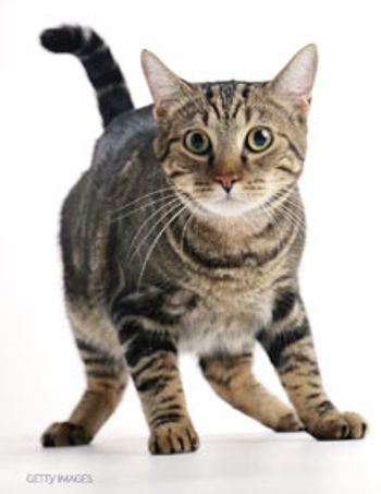veterinary-cat-too-scared-to-do-anything-220.jpg
