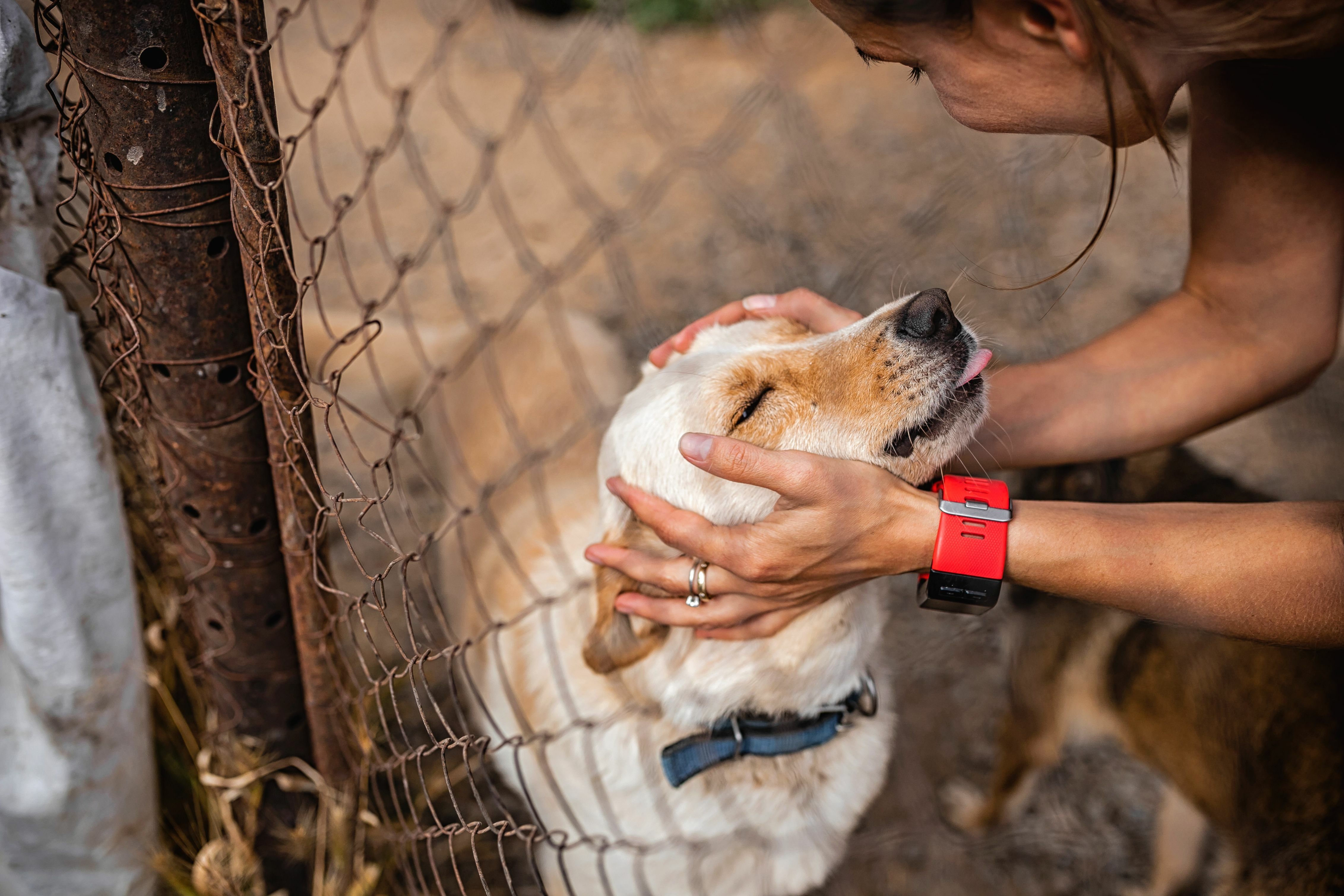 Fetch Pet Insurance raises over $300,000 for Project Street Vet