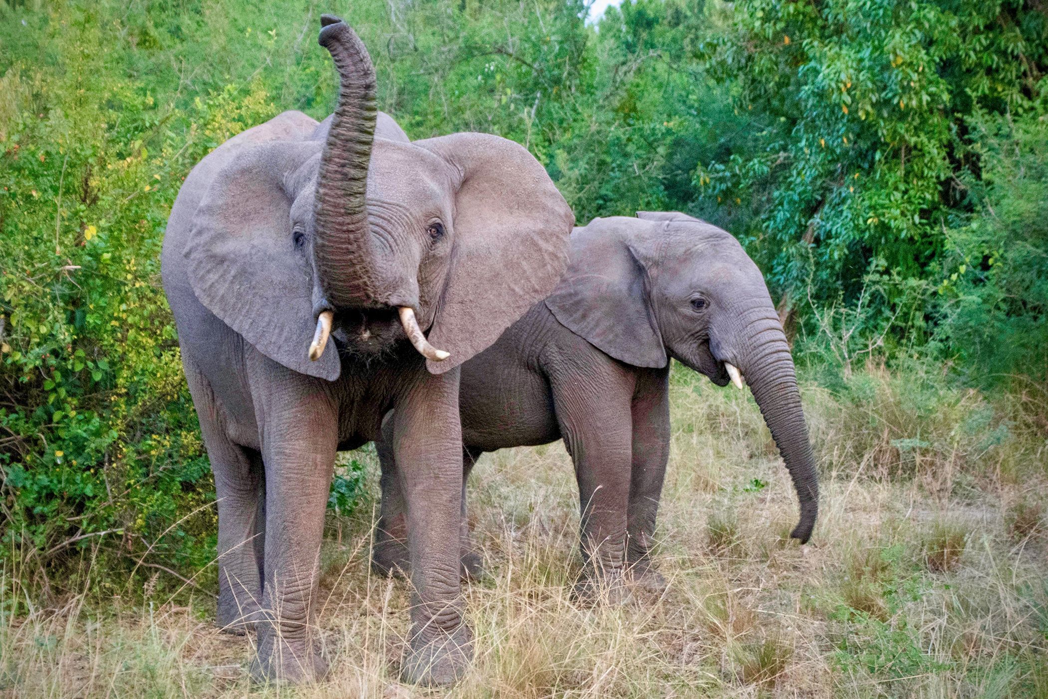 Elephants in Thailand