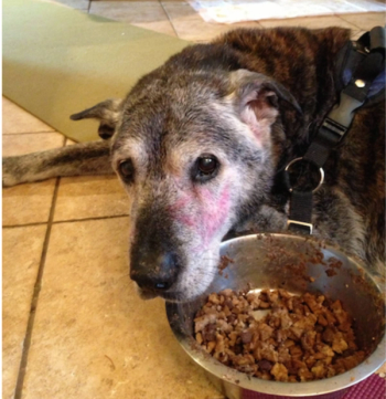 Old dog with pink lipstick on his face