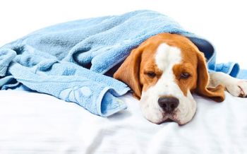 dogblanket450.jpg