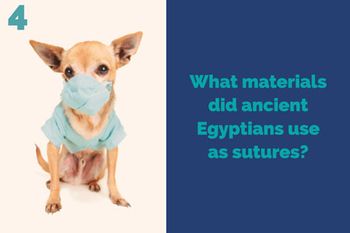 veterinary-surgquiz-4-1.jpg