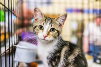 Shelter kitten waits for adoption