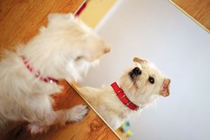 pup_450.jpg