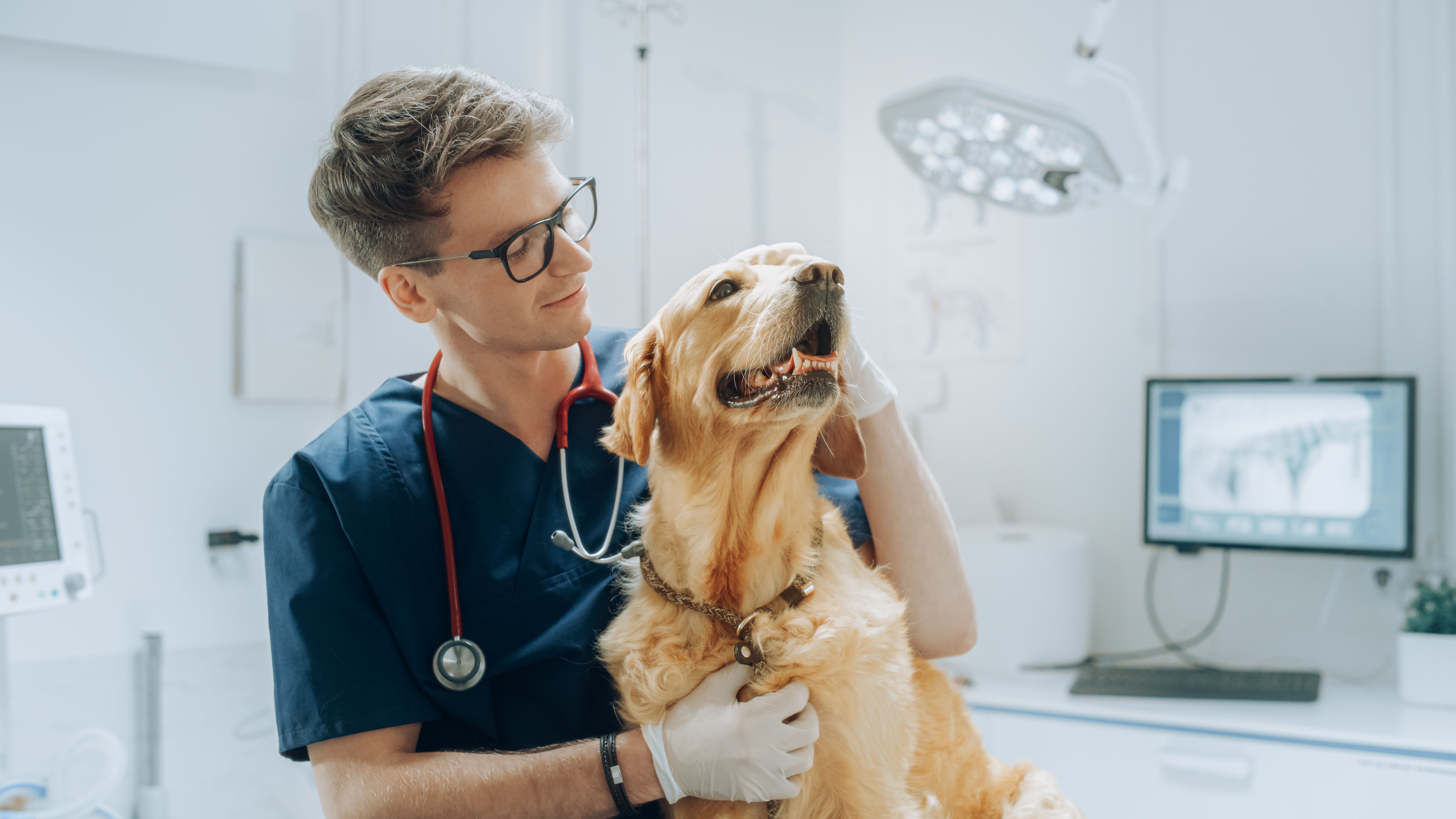 We are veterinarians, not vaccinarians—how wellness is perceived We are veterinarians, not vaccinarians—how wellness is perceived